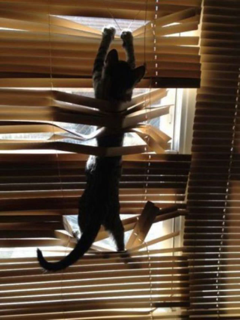 cat-1-1