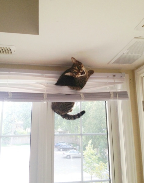cat-28-1